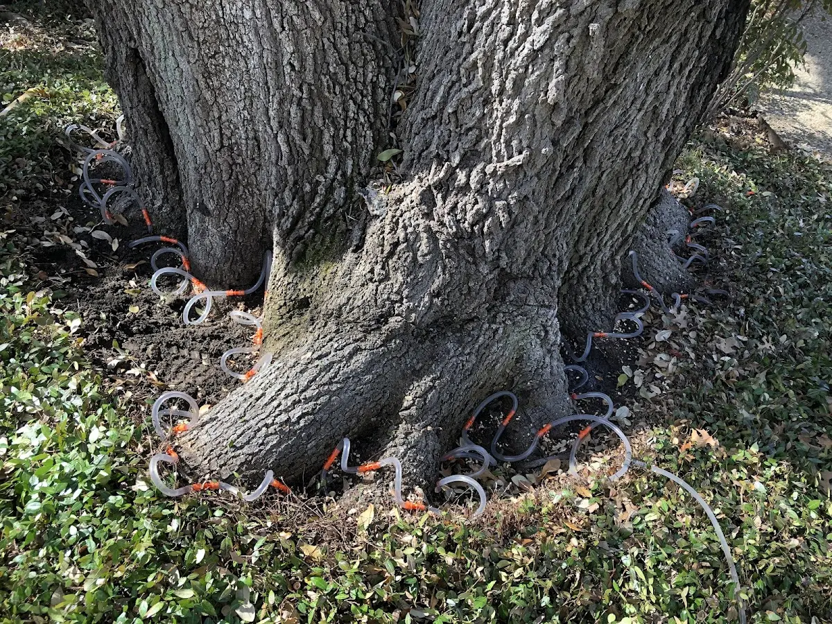 Detailed Tree Cabling and Bracing job site in Cinebar