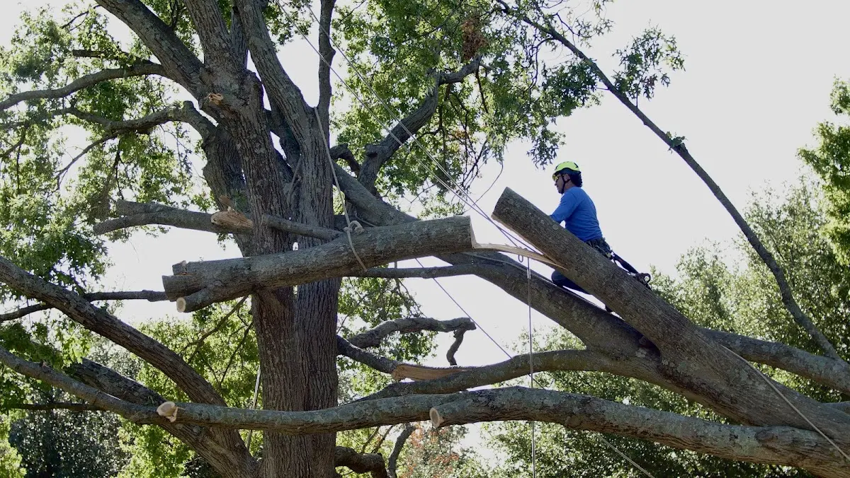 Professional Hazardous Tree Removal performed by certified arborists in Cinebar